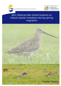 Afro-Siberian Bar-Tailed Godwits on Inland Coastal Meadows During Spring Migration