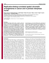 Replication-Timing-Correlated Spatial Chromatin Arrangements in Cancer and in Primate Interphase Nuclei