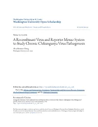 A Recombinant Virus and Reporter Mouse System to Study Chronic Chikungunya Virus Pathogenesis Alissa Roxanne Young Washington University in St