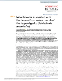 Iridophoroma Associated with the Lemon Frost Colour Morph of The