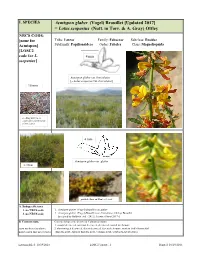 Acmispon Glaber (Vogel) Brouillet [Updated 2017] = Lotus Scoparius (Nutt