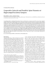 Cooperative Astrocyte and Dendritic Spine Dynamics at Hippocampal Excitatory Synapses