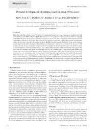 Prenatal Development of Palatine Tonsil in Sheep (Ovis Aries)