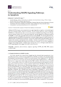 Understanding MAPK Signaling Pathways in Apoptosis