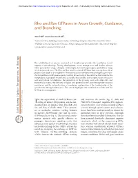 Rho and Ras Gtpases in Axon Growth, Guidance, and Branching
