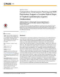 Comparative Chromosome Painting and NOR Distribution Suggest a Complex Hybrid Origin of Triploid Lepidodactylus Lugubris (Gekkonidae)
