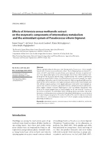 Effects of Artemisia Annua Methanolic Extract on the Enzymatic Components of Intermediary Metabolism and the Antioxidant System of Pseudococcus Viburni Signoret