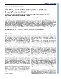 The YPWM Motif Links Antennapedia to the Basal Transcriptional Machinery