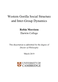 Western Gorilla Social Structure and Inter-Group Dynamics