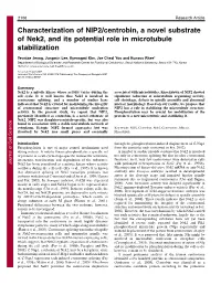 Characterization of NIP2/Centrobin, a Novel Substrate of Nek2, and Its Potential Role in Microtubule Stabilization