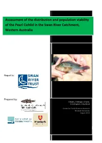 Pearl Cichlids in the Swan River