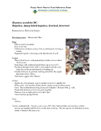 Hepatica Acutiloba DC. Hepatica, Sharp-Lobed Hepatica, Liverleaf, Liverwort