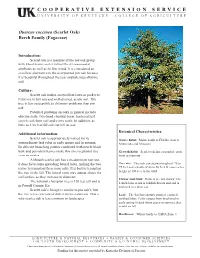 Quercus Coccinea.Indd