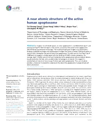 A Near Atomic Structure of the Active Human Apoptosome Tat Cheung Cheng1, Chuan Hong2, Ildiko´ V Akey1, Shujun Yuan3, Christopher W Akey1*