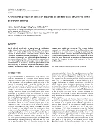 Archenteron Precursor Cells Can Organize Secondary Axial Structures in the Sea Urchin Embryo