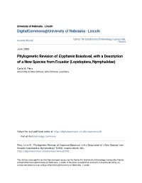 Phylogenetic Revision of Eryphanis Boisduval, with a Description of a New Species from Ecuador (Lepidoptera, Nymphalidae)