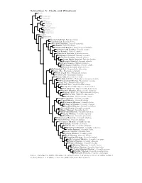 Saxicolinae Species Tree, Part 5