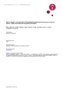 Genus-Specific Commensalism of the Galeommatoid Bivalve Koreamya Arcuata (A