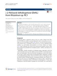 From Rhizobium Sp. RC1