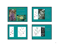 Inflorescences