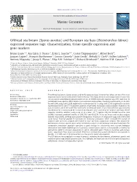 Expressed Sequence Tags: Characterization, Tissue-Speciﬁc Expression and Gene Markers