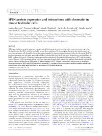 SPEN Protein Expression and Interactions with Chromatin in Mouse Testicular Cells