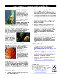 Lygus Bug and Its Management in Strawberries