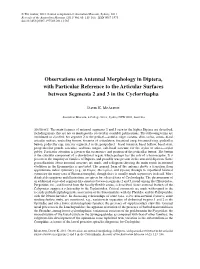 Observations on Antennal Morphology in Diptera, with Particular Reference to the Articular Surfaces Between Segments 2 and 3 in the Cyclorrhapha