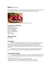 Beets Beta Vulgaris