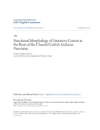 Functional Morphology of Gustatory Centers in the Brain of the Channel Catfish, Ictalurus Punctatus