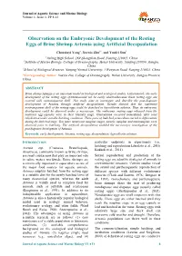 Observation on the Embryonic Development of the Resting Eggs of Brine Shrimp Artemia Using Artificial Decapsulation