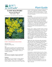 TANSY RAGWORT Status and Use