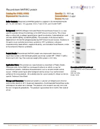 Recombinant MAP2K2 Protein