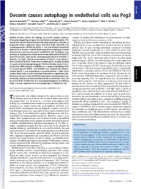 Decorin Causes Autophagy in Endothelial Cells Via Peg3 PNAS PLUS