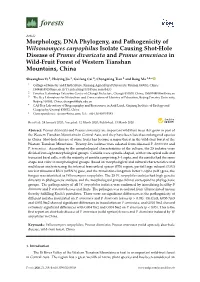 Morphology, DNA Phylogeny, and Pathogenicity of Wilsonomyces
