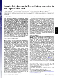 Intronic Delay Is Essential for Oscillatory Expression in the Segmentation Clock
