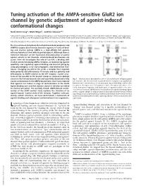 Tuning Activation of the AMPA-Sensitive Glur2 Ion Channel by Genetic Adjustment of Agonist-Induced Conformational Changes