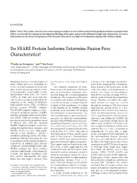 Do SNARE Protein Isoforms Determine Fusion Pore Characteristics?