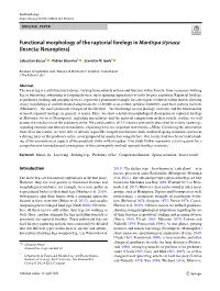 Functional Morphology of the Raptorial Forelegs in Mantispa Styriaca (Insecta: Neuroptera)