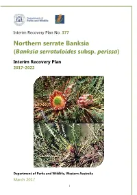 Banksia Serratuloides Subsp. Perissa IRP377 2017 2022 Web Version