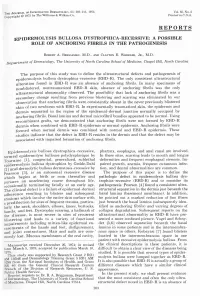 Epidermolysis Bullosa Dystrophica-Recessive: a Possible Role of Anchoring Fibrils in the Pathogenesis