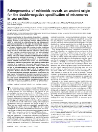 Paleogenomics of Echinoids Reveals an Ancient Origin for the Double-Negative Specification of Micromeres in Sea Urchins