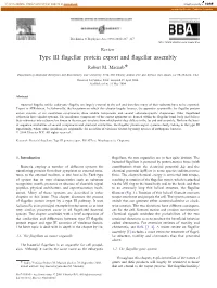 Type III Flagellar Protein Export and Flagellar Assembly