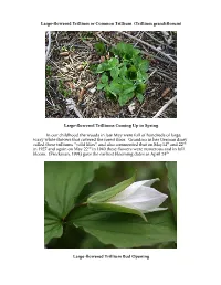 Large-Flowered Trilliums Coming up in Spring in Our Childhoo