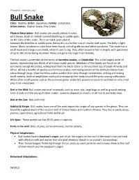 Bull Snake Class: Reptilia