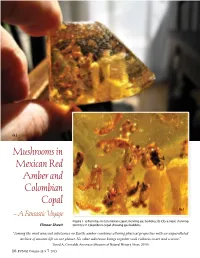 “Among the Most Unusual Substances on Earth, Amber Combines Alluring Physical Properties with an Unparalleled Archive of Ancient Life on Our Planet