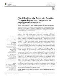 Plant Biodiversity Drivers in Brazilian Campos Rupestres: Insights from Phylogenetic Structure