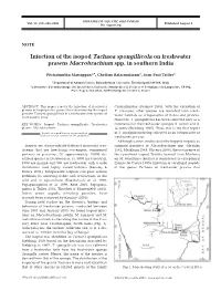 Infection of the Isopod Tachaea Spongillicola on Freshwater Prawns Macrobrachium Spp