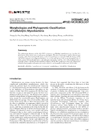 Morphologies and Phylogenetic Classification of Cellulolytic Myxobacteria