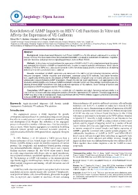 Knockdown of AAMP Impacts on HECV Cell Functions in Vitro and Affects the Expression of VE-Cadherin